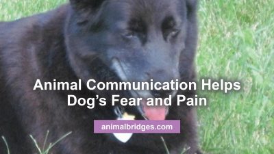 Animal communication helps dog's fear and pain