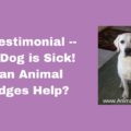 A Testimonial -- My Dog is Sick! Can Animal Bridges Help?