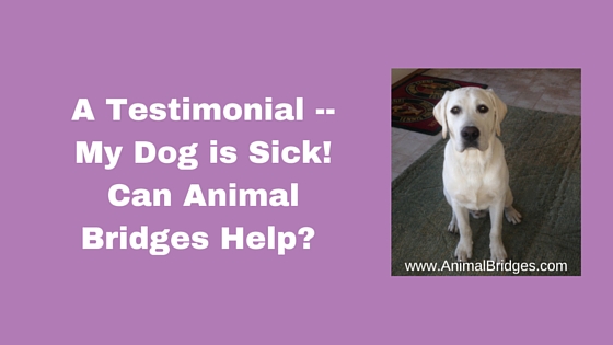 A Testimonial -- My Dog is Sick! Can Animal Bridges Help?