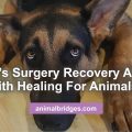 Healing touch for animals heals dog's surgery recovery
