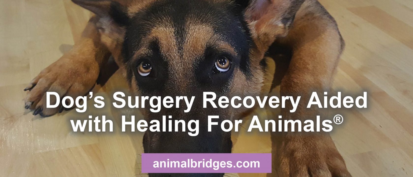 Healing touch for animals heals dog's surgery recovery