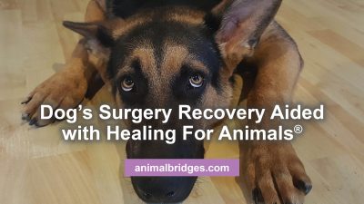 Healing touch for animals heals dog's surgery recovery