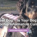 Lost dog microchip information