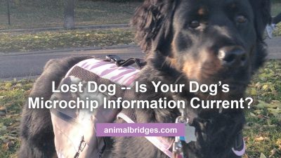 Lost dog microchip information