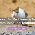 Outdoor cat problems animal communicator