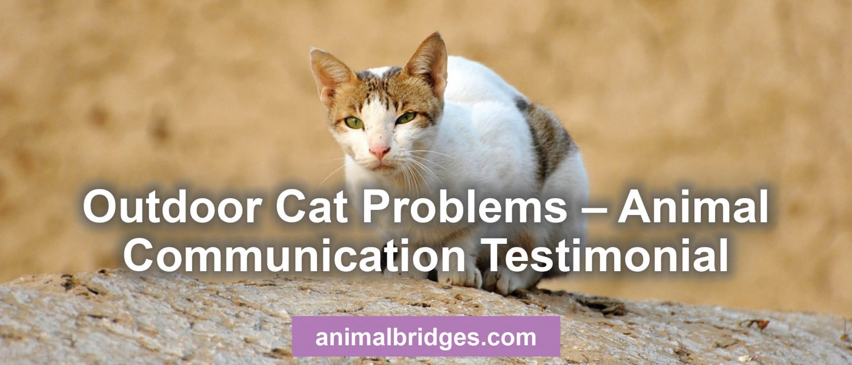 Outdoor cat problems animal communicator