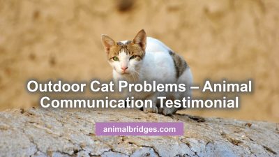 Outdoor cat problems animal communicator
