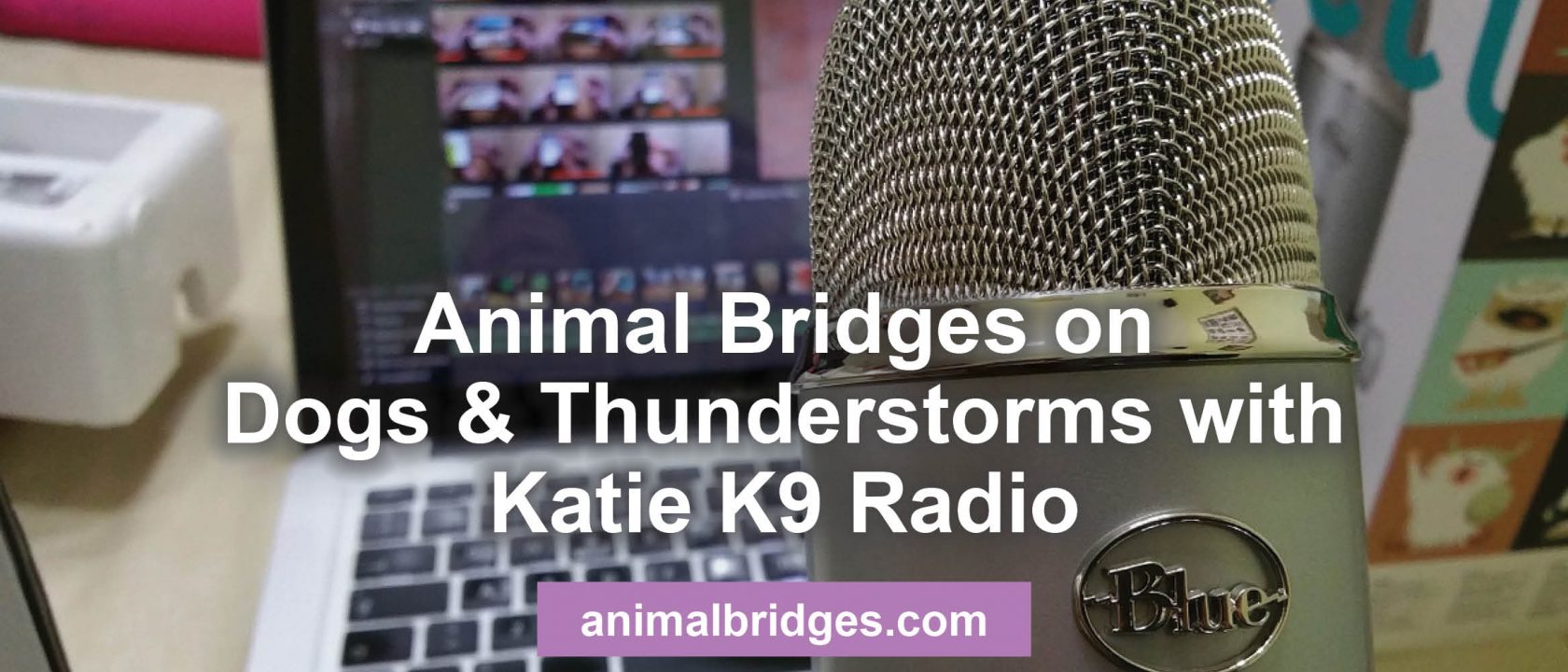 Dogs and thunderstorms animal communicator