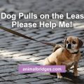 Dog pulls on leash animal communicator