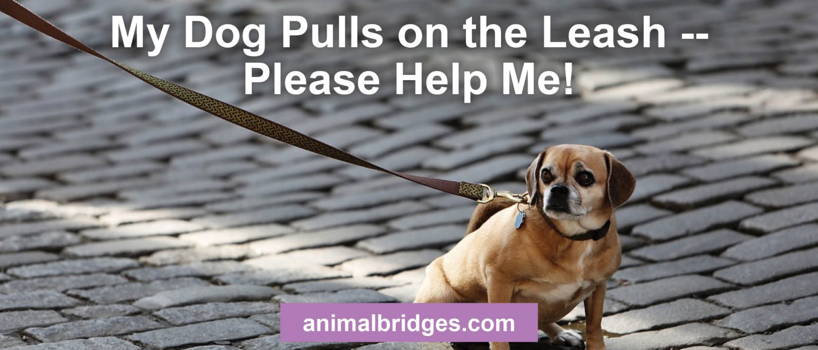 Dog pulls on leash animal communicator