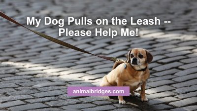 Dog pulls on leash animal communicator
