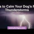 How to calm your dog's fear in thunderstorms