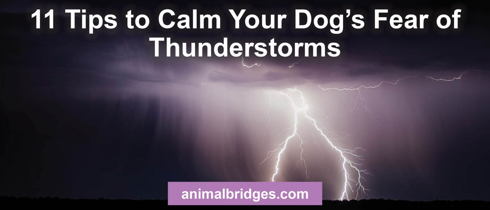 How to calm your dog's fear in thunderstorms