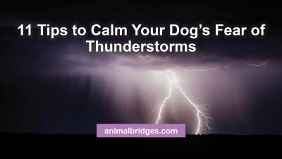 How to calm your dog's fear in thunderstorms