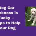 Dog Car Sickness is Yucky -- 5 Tips to Help Your Dog