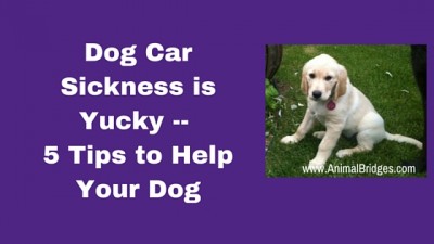 Dog Car Sickness is Yucky -- 5 Tips to Help Your Dog