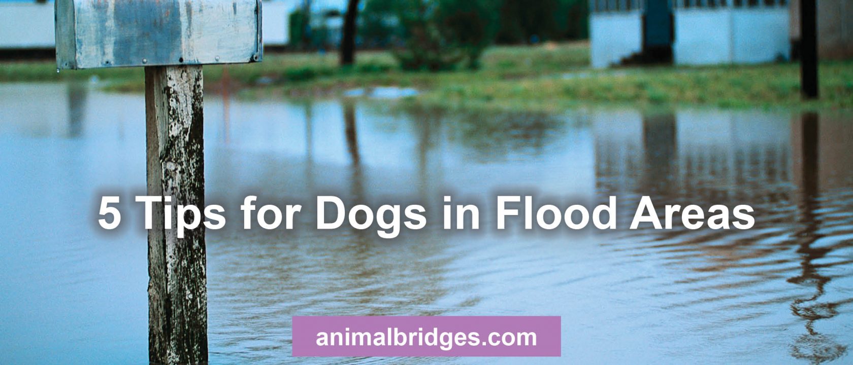 5 tips for dogs in flood areas