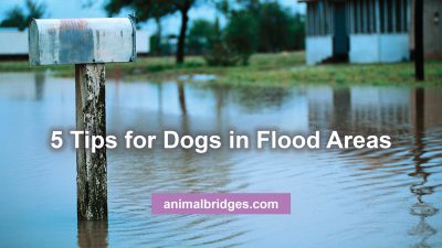 5 tips for dogs in flood areas