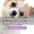 5 tips to help your pet change routine