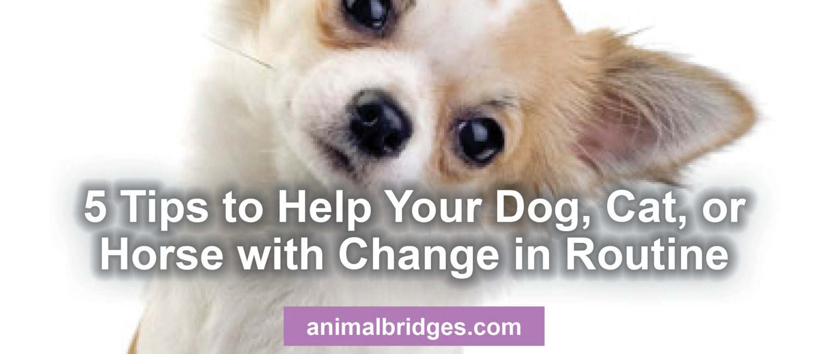 5 tips to help your pet change routine