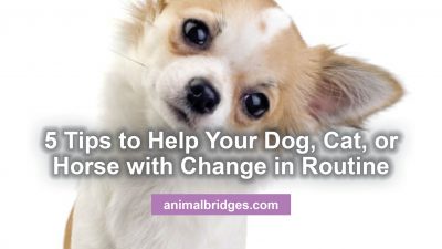 5 tips to help your pet change routine