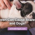 scared cats and dogs animal communicator