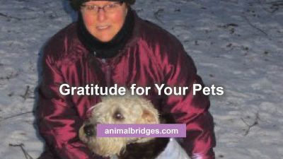Gratitude for pets animal communicator