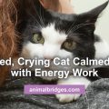 Crying Cat calmed down with pet energy work