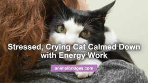 Crying Cat calmed down with pet energy work