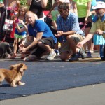 Doxie Dash Finish Line