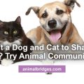 Cat and dog share a home animal communication