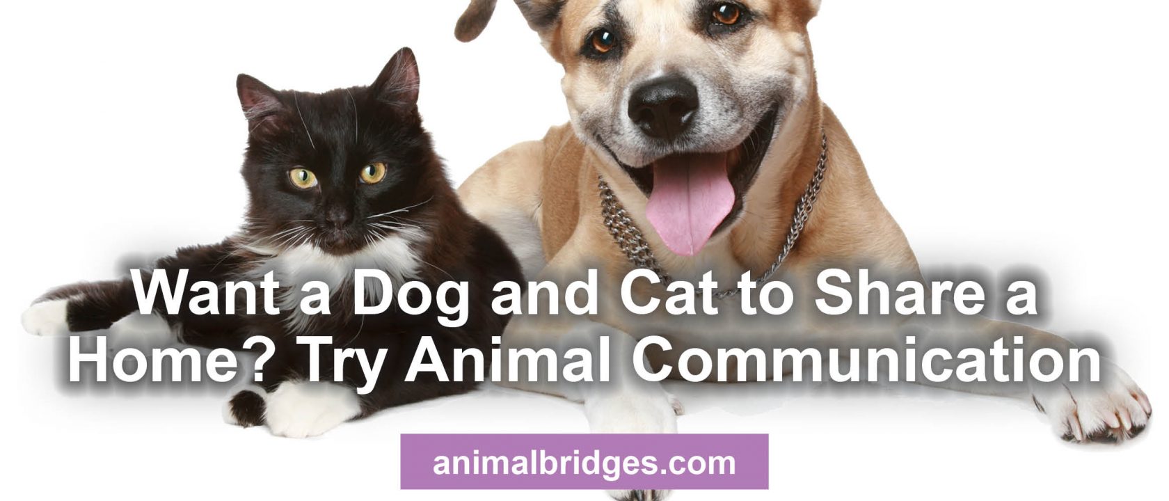 Cat and dog share a home animal communication