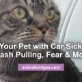 Pet car sickness animal communicator