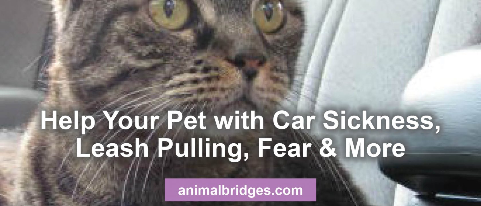 Pet car sickness animal communicator