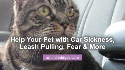 Pet car sickness animal communicator