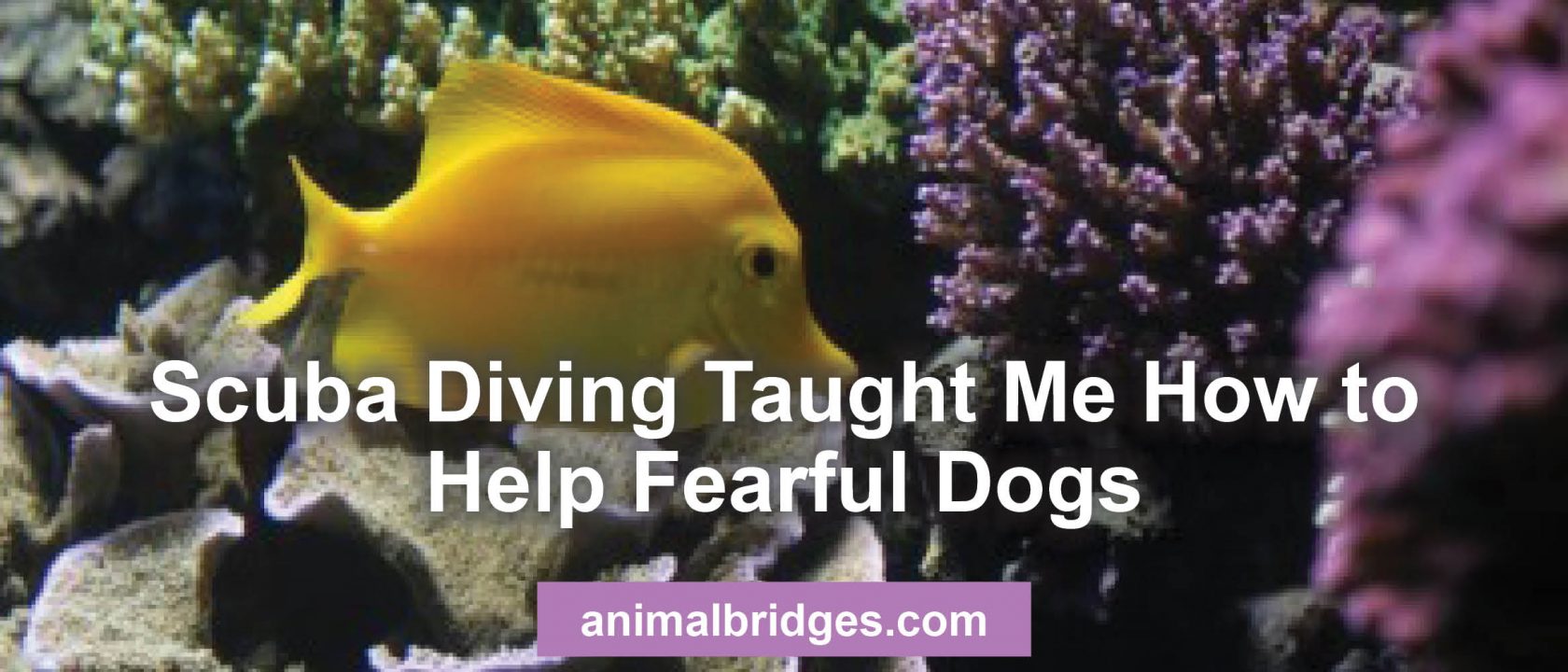 Helping fearful dogs animal communicator