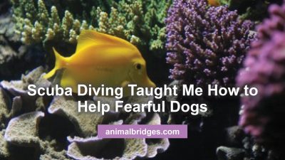 Helping fearful dogs animal communicator