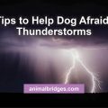 9 Tips to Help Dog Afraid of Thunderstorms