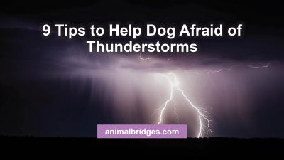 9 Tips to Help Dog Afraid of Thunderstorms