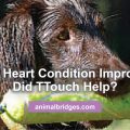 Dog's heart condition improves with Ttouch