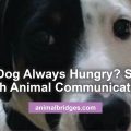 Pet behavior issues animal communication