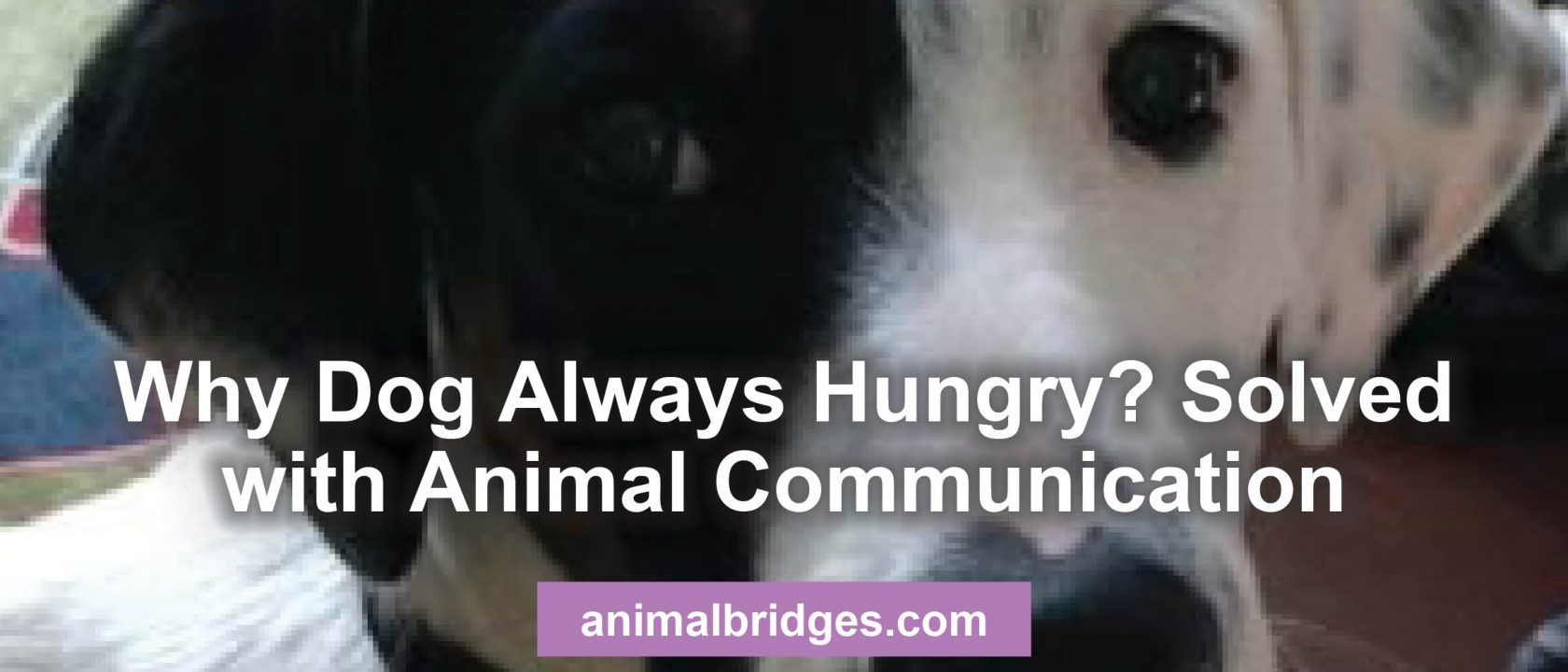 Pet behavior issues animal communication