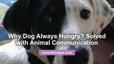 Pet behavior issues animal communication