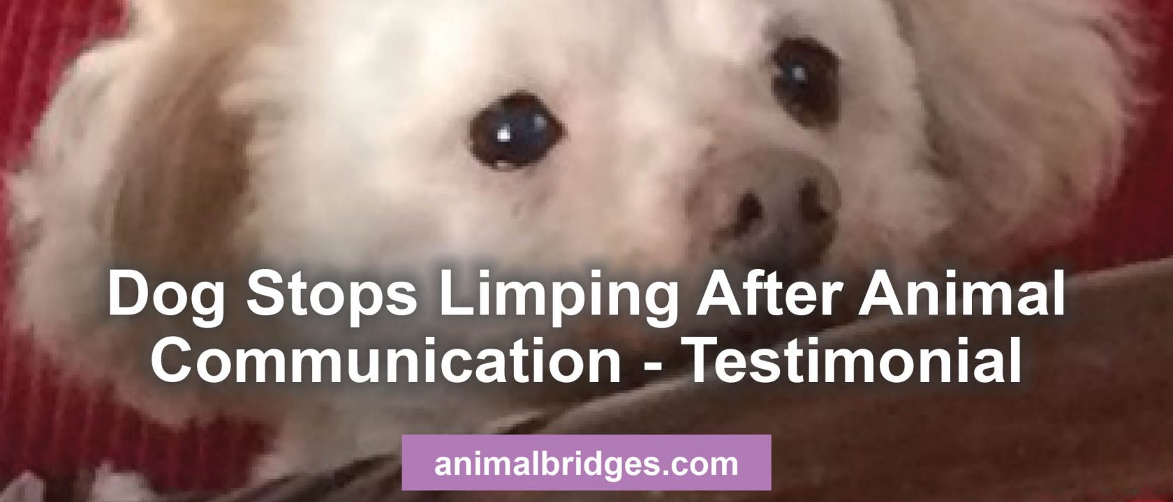 Animal Communication limping dog animal communication