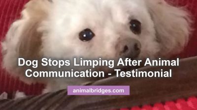 Animal Communication limping dog animal communication