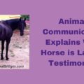 Animal Communicator Explains Why Horse is Lame - Testimonial