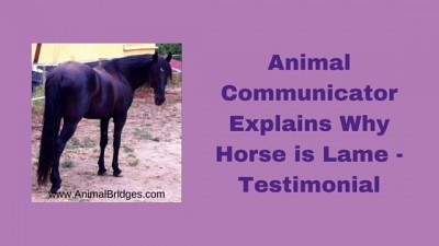 Animal Communicator Explains Why Horse is Lame - Testimonial
