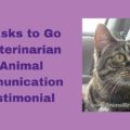 Cat Asks to Go to Veterinarian in Animal Communication - Testimonial