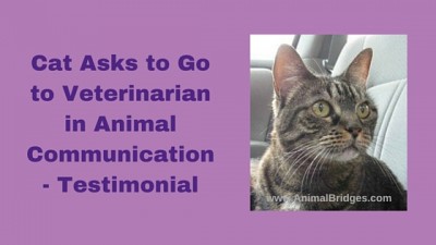 Cat Asks to Go to Veterinarian in Animal Communication - Testimonial