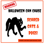 Halloween Can Cause Scared Cats and Dogs